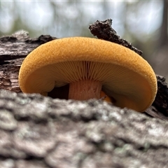 Gymnopilus sp. (Gymnopilus) at Moruya, NSW - 30 Apr 2025 by LisaH