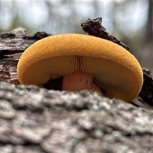 Gymnopilus sp. at Moruya, NSW - suppressed