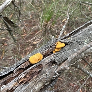 Gymnopilus sp. at Moruya, NSW - suppressed