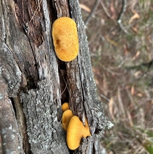 Gymnopilus sp. at Moruya, NSW - suppressed