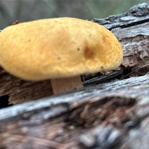 Gymnopilus sp. at Moruya, NSW - suppressed