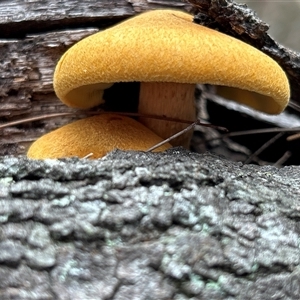 Gymnopilus sp. at Moruya, NSW - suppressed