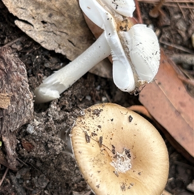 Unverified Cap on a stem; teeth below cap by LisaH