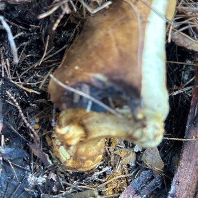 Unverified Fungus by LisaH