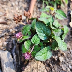 Prunella vulgaris (Self-heal, Heal All) at East Jindabyne, NSW - 4 Apr 2025 by JediNME