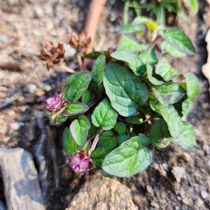 Unverified Other Wildflower or Herb at East Jindabyne, NSW - 4 Apr 2025 by JediNME