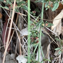 Gonocarpus tetragynus (Common Raspwort) at Hall, ACT - 29 Apr 2025 by Jennybach