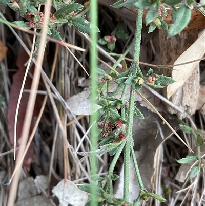 Gonocarpus tetragynus (Common Raspwort) at Hall, ACT - 29 Apr 2025 by Jennybach