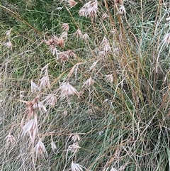 Themeda triandra (Kangaroo Grass) at Taylor, ACT - 29 Apr 2025 by Jennybach