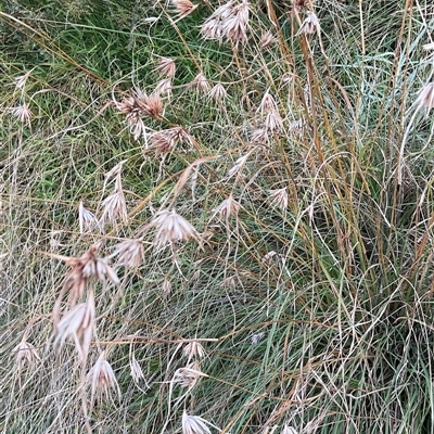 Themeda triandra (Kangaroo Grass) at Taylor, ACT - 29 Apr 2025 by Jennybach