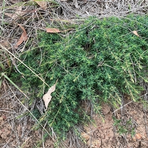 Stellaria pungens at Taylor, ACT - Yesterday by Jennybach