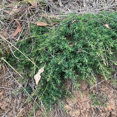 Styphelia humifusum (Cranberry Heath) at Taylor, ACT - 29 Apr 2025 by Jennybach