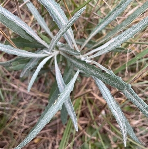 Senecio quadridentatus at Taylor, ACT - 29 Apr 2025 12:43 PM