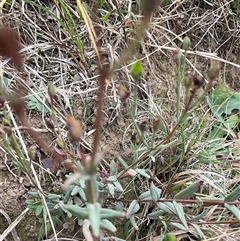 Hypericum gramineum (Small St Johns Wort) at Hall, ACT - 29 Apr 2025 by Jennybach