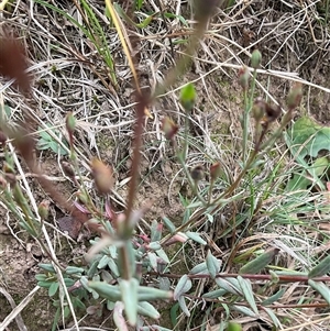Unverified Plant at Hall, ACT - Yesterday by Jennybach