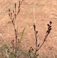 Hypericum gramineum at Hall, ACT - 29 Apr 2025 11:18 AM
