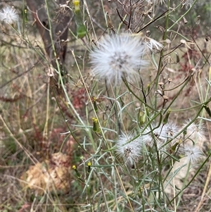 Senecio sp. at Hall, ACT - Yesterday by Jennybach