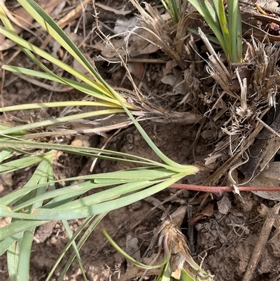Lomandra sp. (A Matrush) at Hall, ACT - 29 Apr 2025 by Jennybach