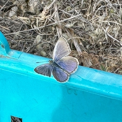 Zizina otis (Common Grass-Blue) at Crowther, NSW - 29 Apr 2025 by KMcCue