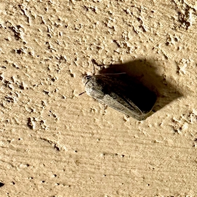 Noctuidae (family) (A cutworm or owlet moth) at Crowther, NSW - 28 Apr 2025 by KMcCue