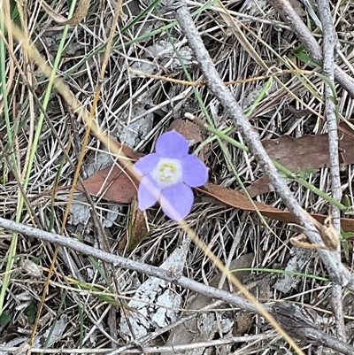 Wahlenbergia sp. (Bluebell) at Taylor, ACT - 29 Apr 2025 by Jennybach