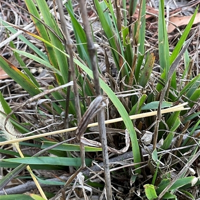 Briza maxima (Quaking Grass, Blowfly Grass) at Hall, ACT - 29 Apr 2025 by Jennybach