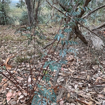 Indigofera australis subsp. australis (Australian Indigo) at Hall, ACT - 29 Apr 2025 by Jennybach