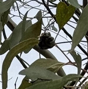Pergidae sp. (family) at Lyons, ACT - Today by ran452