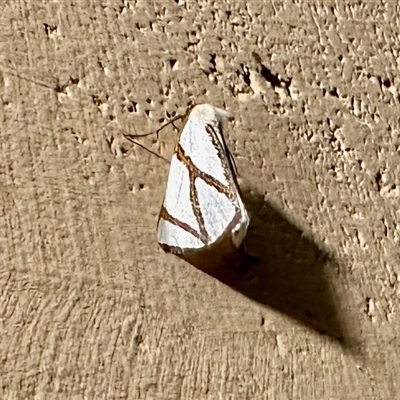 Thalaina clara (Clara's Satin Moth) at Crowther, NSW - 28 Apr 2025 by KMcCue