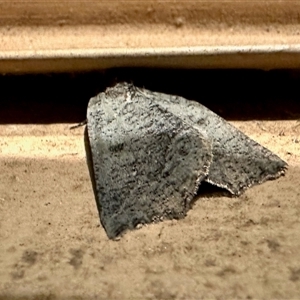 Unverified Moth (Lepidoptera) at Crowther, NSW - 28 Apr 2025 by KMcCue