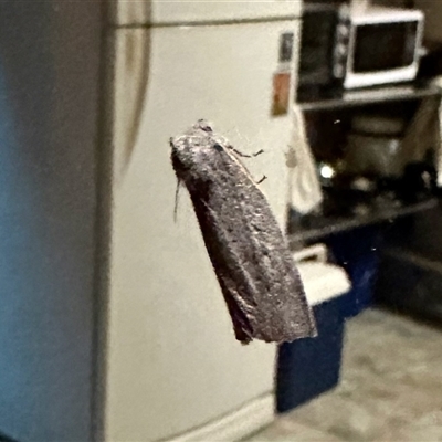 Paralaea ochrosoma (Fuscous Crest-moth) at Crowther, NSW - 28 Apr 2025 by KMcCue