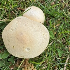 Lycoperdon sp. at Russell, ACT - 30 Apr 2025 by Hejor1