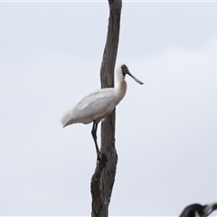 Platalea regia at Throsby, ACT - 30 Apr 2025 by TimL