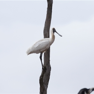 Platalea regia at Throsby, ACT - 30 Apr 2025 by TimL