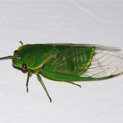 Cyclochila virens (Northern Greengrocer) at Wooroonooran, QLD - 22 Oct 2008 by PJH123