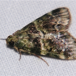 Unverified Pyralid or Snout Moth (Pyralidae & Crambidae) at Wooroonooran, QLD - 22 Oct 2008 by PJH123