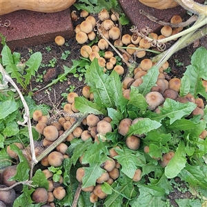 Coprinellus etc. at Kambah, ACT - Today by GirtsO