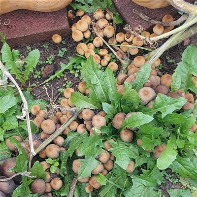 Coprinellus etc. at Kambah, ACT - 30 Apr 2025 by GirtsO