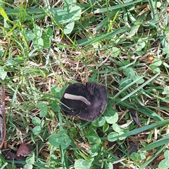 Coprinellus etc. at Kambah, ACT - 30 Apr 2025 by GirtsO