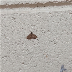 Scopula rubraria (Reddish Wave, Plantain Moth) at Lyons, ACT - 26 Apr 2025 by GirtsO