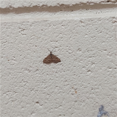 Scopula rubraria (Reddish Wave, Plantain Moth) at Lyons, ACT - 26 Apr 2025 by GirtsO