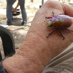 Anoplognathus montanus by TwoRivers
