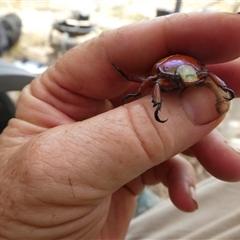 Anoplognathus montanus at Ballyroe, NSW - suppressed