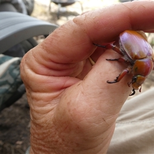 Anoplognathus montanus at Ballyroe, NSW - suppressed