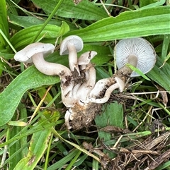 Collybia sp. by lbradley