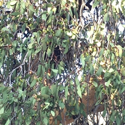 Muellerina eucalyptoides (Creeping Mistletoe) at Crowther, NSW - 29 Apr 2025 by Frecko
