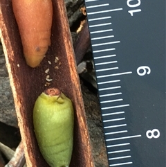 Muellerina eucalyptoides at Crowther, NSW - 29 Apr 2025 04:08 PM