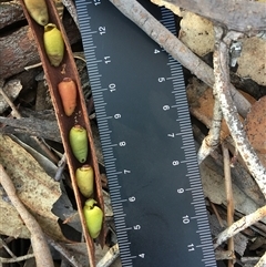 Muellerina eucalyptoides at Crowther, NSW - 29 Apr 2025 04:08 PM