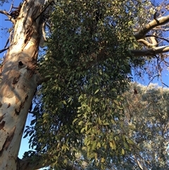 Muellerina eucalyptoides at Crowther, NSW - 29 Apr 2025 04:08 PM