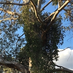 Muellerina eucalyptoides at Crowther, NSW - 29 Apr 2025 04:08 PM